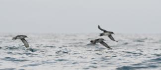 Puffins des Baléares en vol dans le Mor Braz, août 2022 (Adrien Lambrechts, OFB)