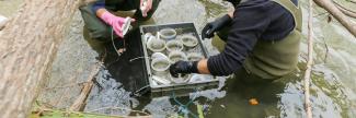 Recherche en biosurveillance (Centre suisse d'écotoxicologie appliquée)
