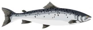 Saumon atlantique adulte (dessin mnivesse.com pour l'OFB)