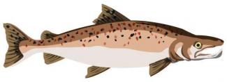 Saumon atlantique géniteur mâle (dessin mnivesse.com pour l'OFB)