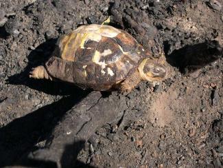 Tortue d'Hermann retrouvée morte suite à un incendie volontaire (Olivier Gaspard, OFB)