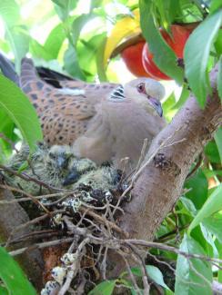 Tourterelle et poussins dans un nid