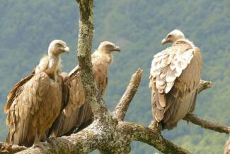 Trois vautours fauve sur une branche (S. Duchateau/OFB)