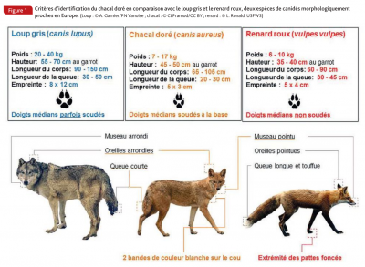 Critères d'identification comparés du Loup gris, du Chacal doré et du Renard roux (Faune sauvage 320, 2018)