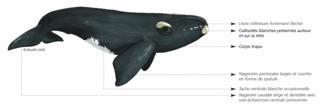 Schéma explicatif de la morphologie de la Baleine franche australe