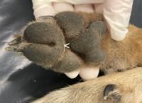 Les coussinets des doigts médians sont partiellement soudés à leur base chez le Chacal doré. Cette jeune femelle est décedée dans une collision routière (13) le 5 juin 2023 (OFB)
