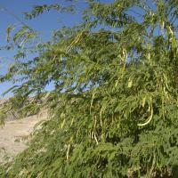 L'arbre Épinard (Prosopis juliflora) est envahissant dans certains territoires d'outre-mer (Xavier Eichaker, Biosphoto)