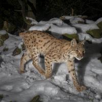 Lynx en déplacement nocturne (piège photo, Philippe Massit et Stéphane Regazzoni, OFB)