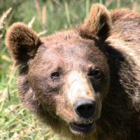 Ours brun dans les Pyrénées-Orientales en 2010 (Daniel Coutelier, Terra)