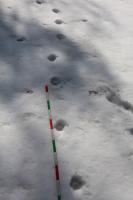 Lynx_25_mesure-empreintes-neige_JY-Ployer