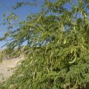 L'arbre Épinard (Prosopis juliflora) est envahissant dans certains territoires d'outre-mer (Xavier Eichaker, Biosphoto)