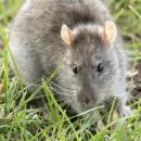 Rat surmulot dans l'herbe en Turquie, 2020 (Zeynel Cebeci, CC BY SA 4.0 via Wikimedia Commons)