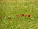 Coquelicots (Papaver rhoeas) dans une culture de céréales (Benjamin Guichard, OFB)