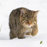Chat forestier (Philippe Massit)